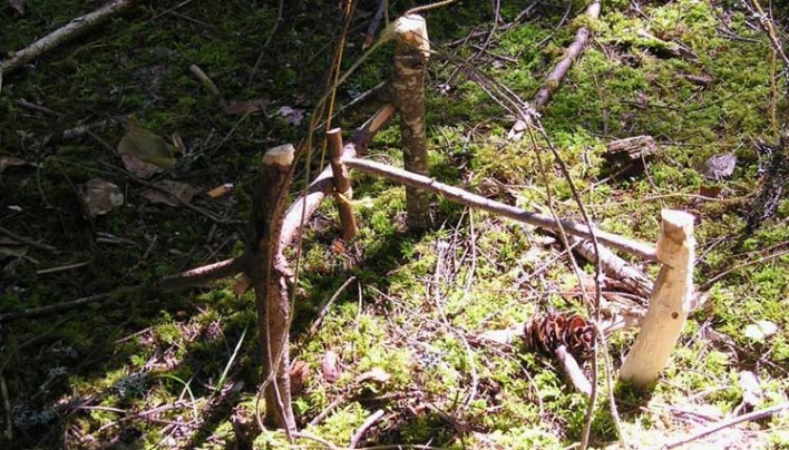 Seis trampas primitivas para la captura de alimentos en el bosque