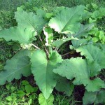 Burdock