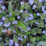Ground Ivy