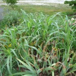 Johnson Grass