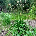 Plantain