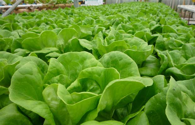 Tips for Starting an Aquaponics Garden - The Prepper Journal