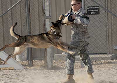 The Military uses Malinois for bomb detection and protection work for Special Forces.