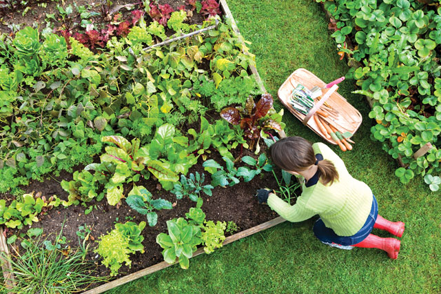 Having a garden now will greatly reduce your ramp up time if you find yourself dependent on this plot for food.