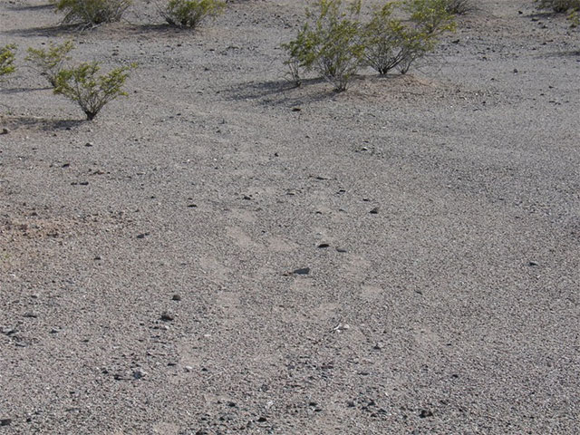 Tracks on Desert Pavement