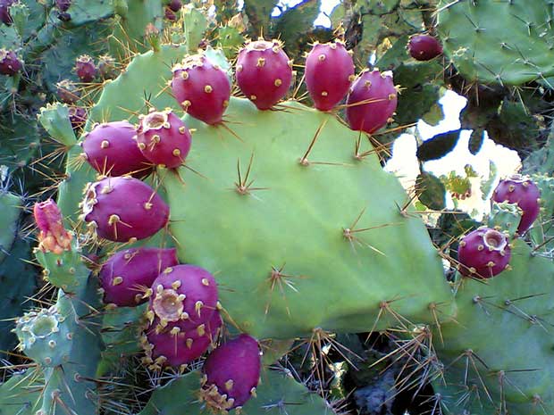 Both the pads and the fruit of the prickly pear cactus are edible.