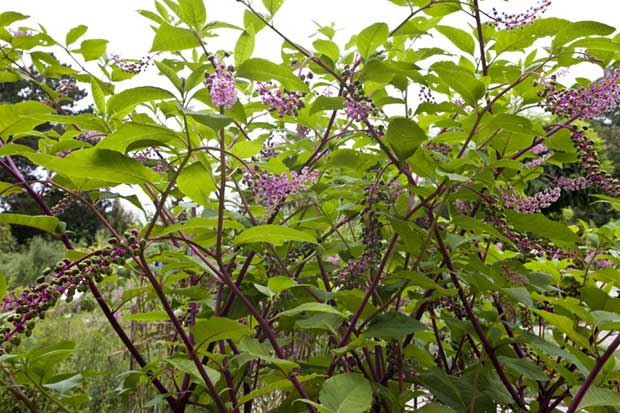 Pokeweed can be poisonous if not prepared carefully.