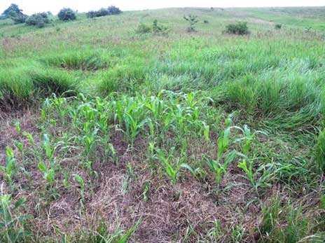 Deer like to snack on corn and beans in bed (rear left).