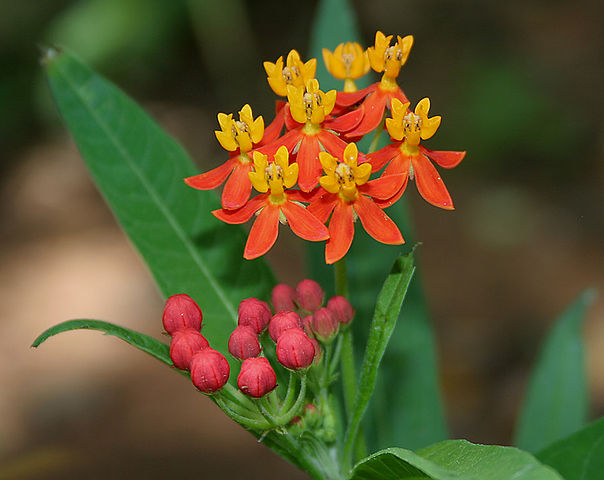 The sap of the blood flower can also be used to relieve the pain of stinging nettles and bug bites.