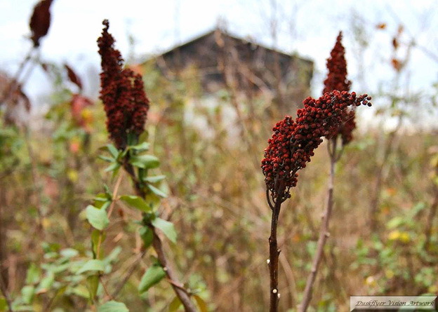Smooth Sumac in a Kentucky Autumn Field