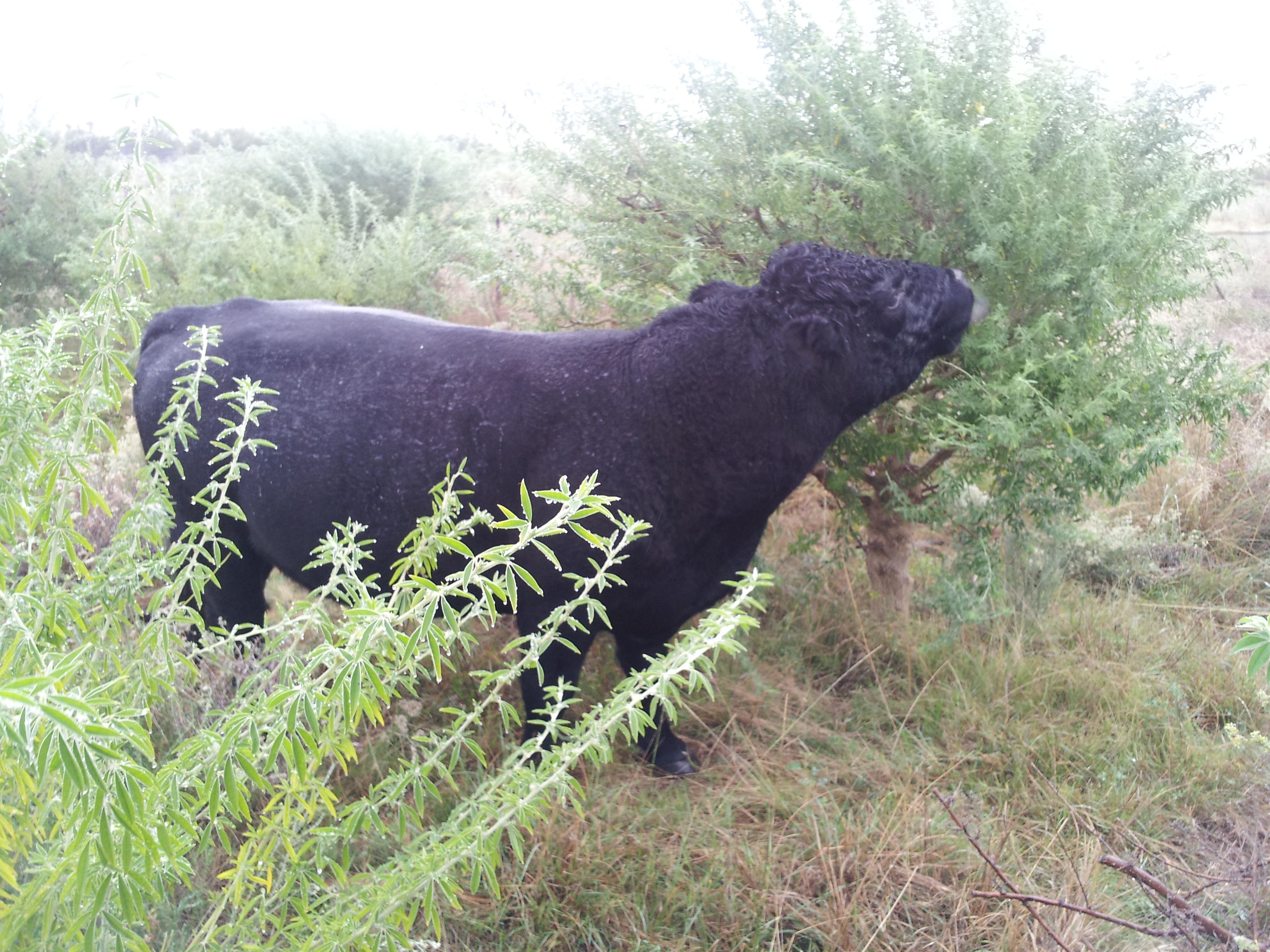 Cattle - lucerne tree fodder