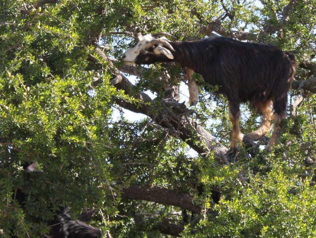 Goat climbing and eating black locust
