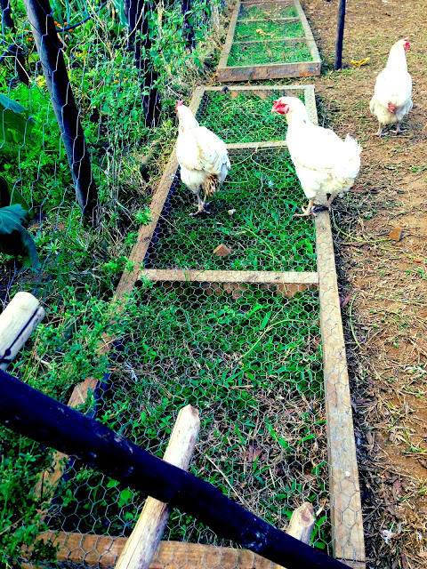 Chicken grazing frame