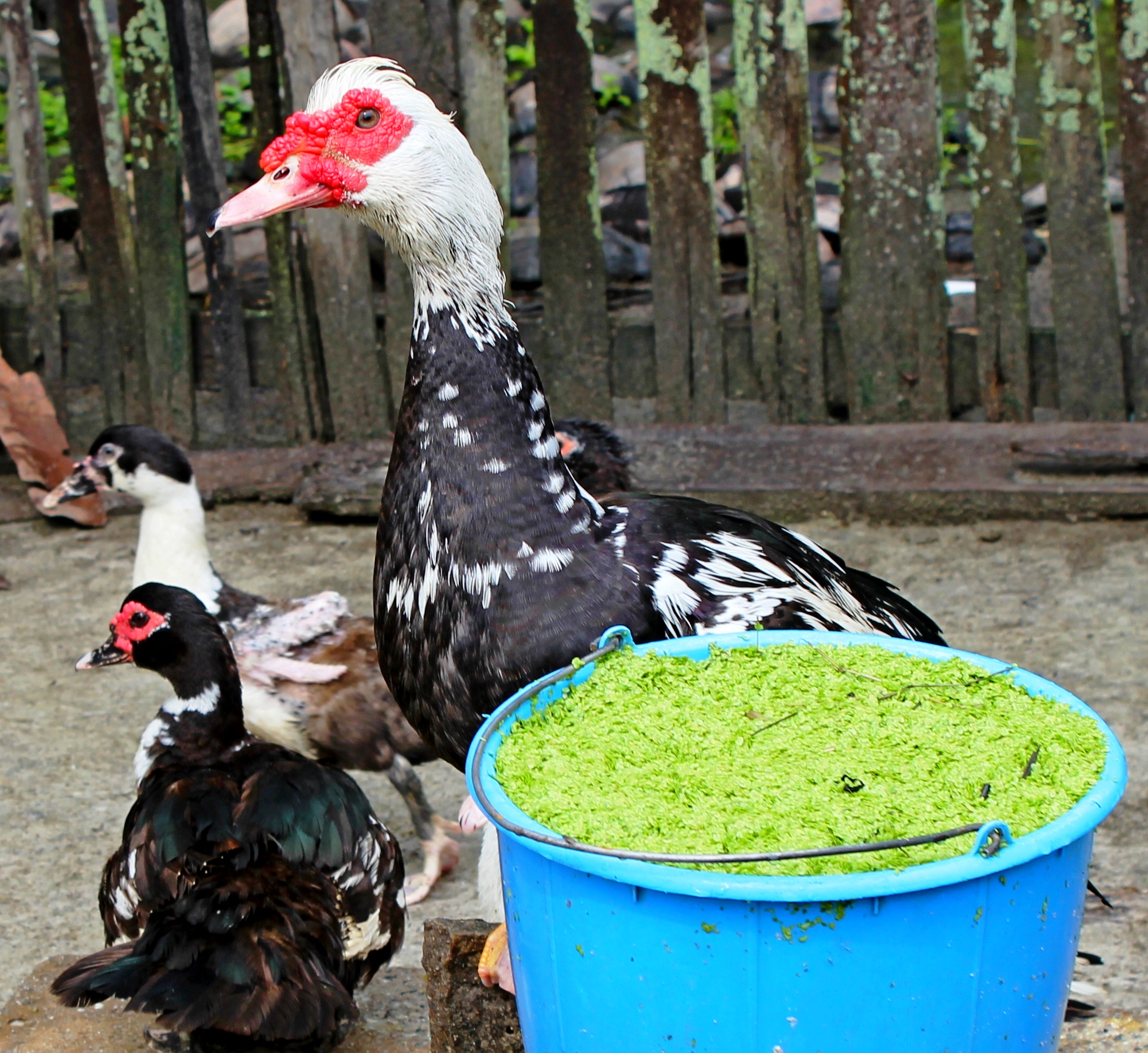 Image – Livestock that eat less leafy foliage like guineas, ducks, and turkeys and our farm dogs require non-vegetative food sources or a ground meal to meet their protein needs.