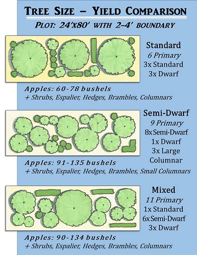 Graphic: Using a mix of semi-dwarf and dwarf trees can increase the total fruit yield in a space as well as create resiliency. *Yield estimates taken from Harried Homemaker Preps’ compilation of Stark Bros. estimates.