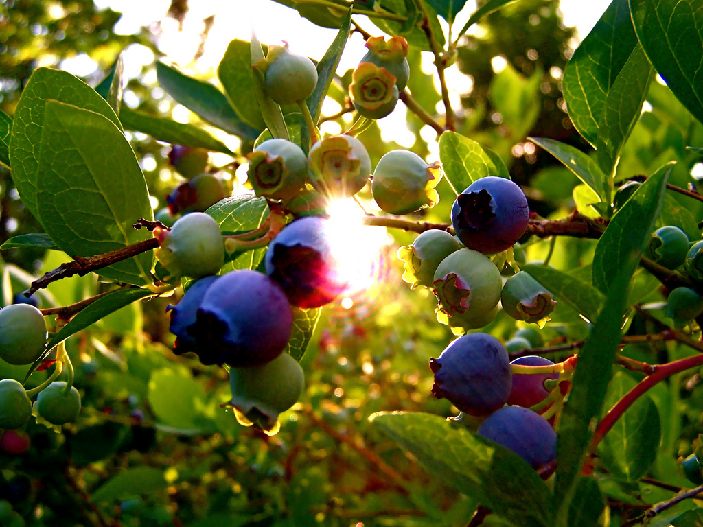 Use fruit bushes as window dressing instead of traditional ornamental shrubs.