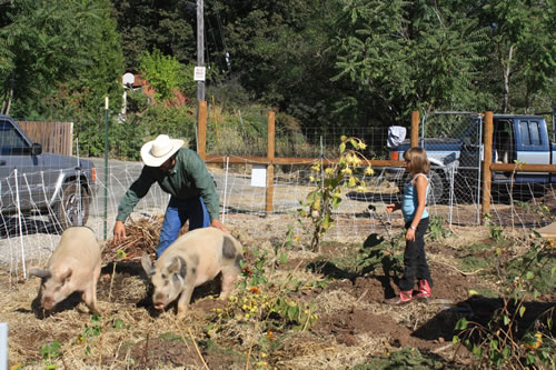 Pigs turning the garden – TheGoatWorks.net
