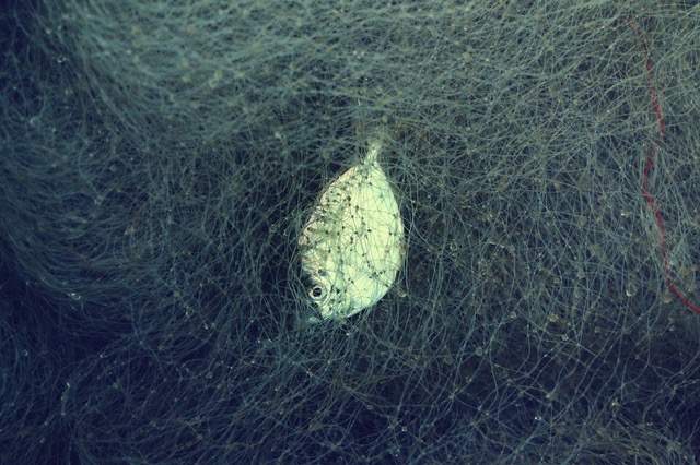 If you have a big enough net it can be strategically placed to catch fish or moved along in body of water