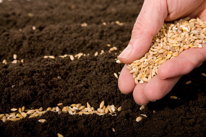 The Saga of Seed Stockpiles (Continued) - The Prepper Journal