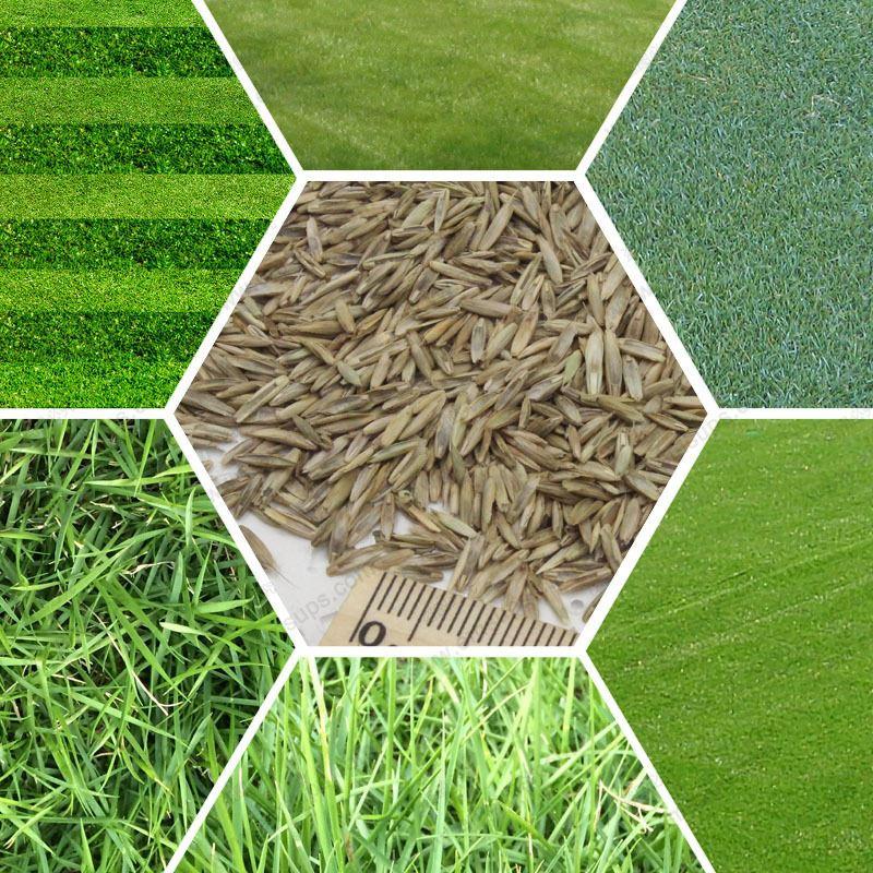 How to Efficiently Apply Fertilizer or Grass Seed in Your Lawn - The