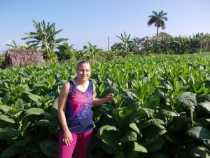 Tobacco fields in Cuba